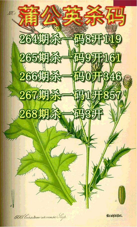 蒲公英杀码