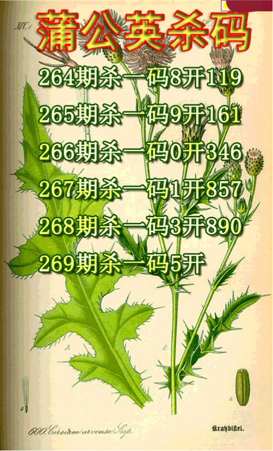 蒲公英杀码