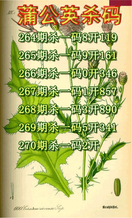 蒲公英杀码