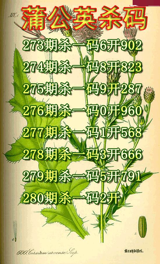 蒲公英杀码