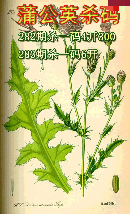 蒲公英杀码