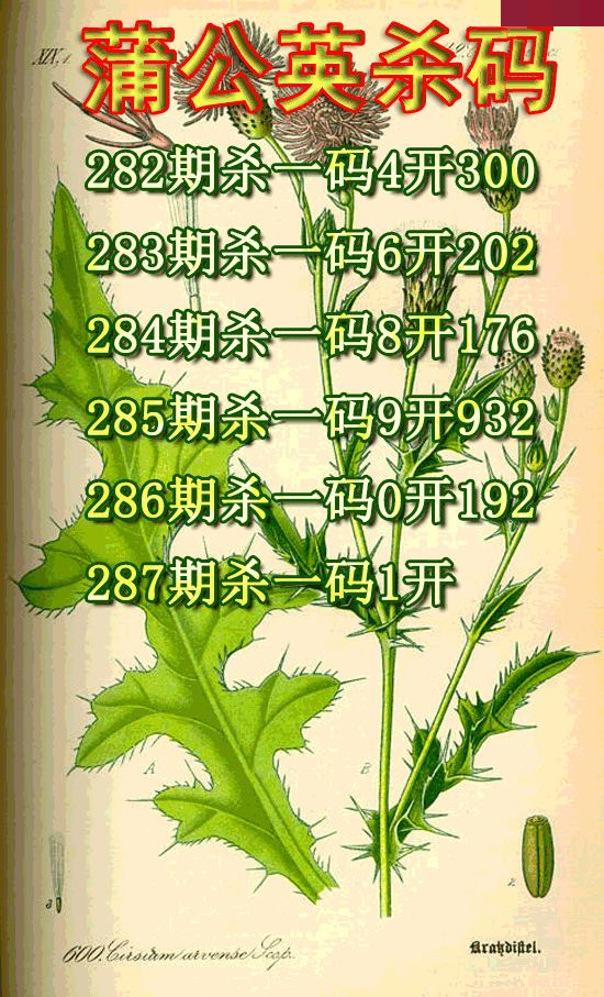 蒲公英杀码