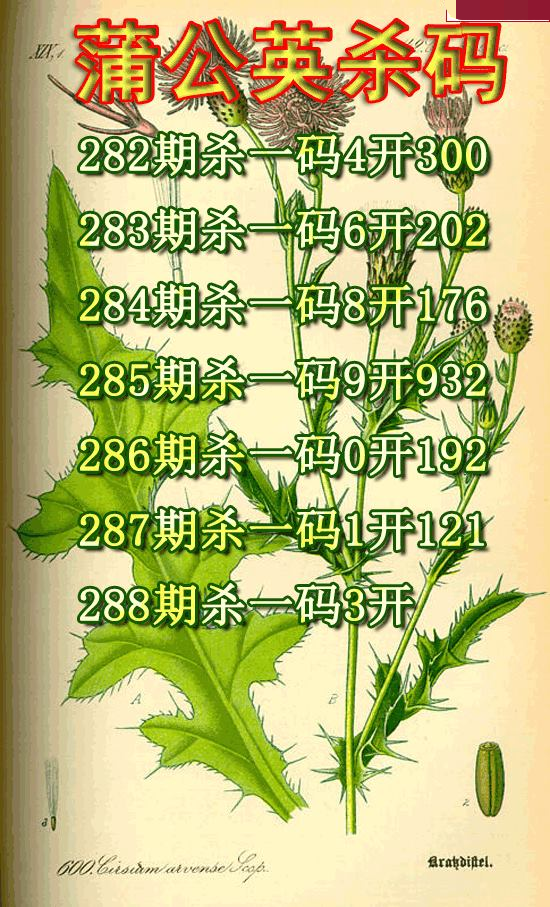 蒲公英杀码