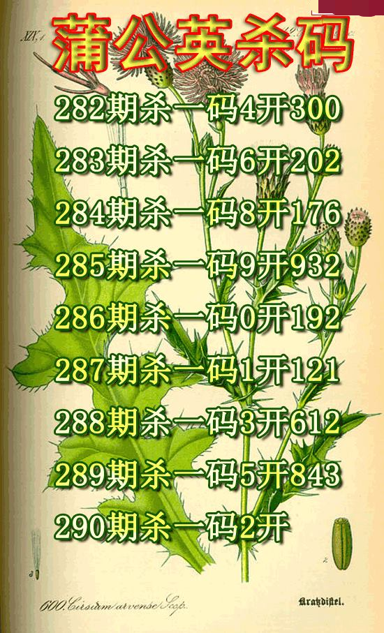 蒲公英杀码